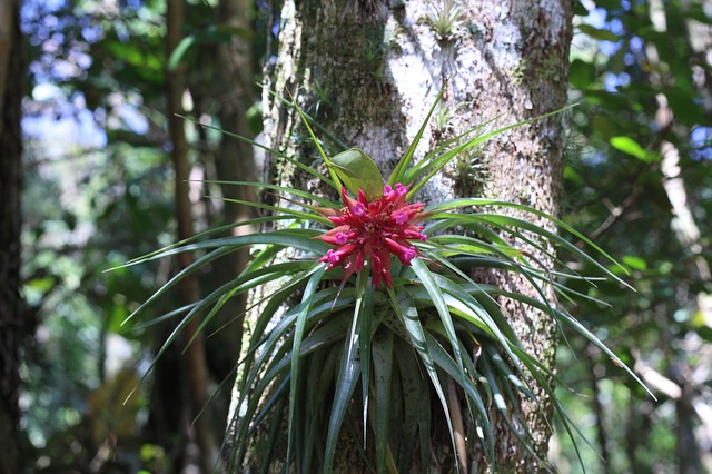 bromelia květ